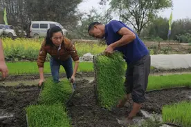 机械化育抛秧技术在象州首次推广喜获成功图片