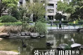 黑天鹅太多了！超生还到岸边乱拉屎，杭州这个社区忍无可忍……图片