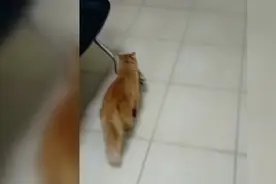 小猫眼部感染 猫妈妈将小猫叼进医院求助图片