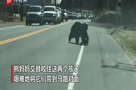 真“熊孩子”！熊妈妈带娃过马路 四只幼崽调皮捣蛋不配合图片