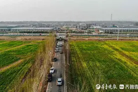 金灿灿一片，真“养眼”！济南黄河畔的油菜花闪亮出圈图片