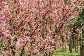 蚌埠文旅局发布8条春季赏花路线图片