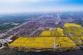 踏春赏景 | 油菜花海美如画 一沐春风万顷黄图片