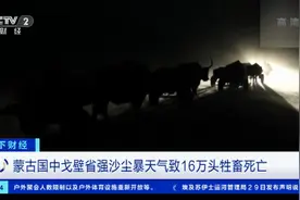蒙古国强沙尘暴致16万头牲畜死亡，23万头牲畜仍下落不明…图片