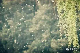 “四月飞雪”要来了！这份杨柳絮飘飞期预报请收好图片