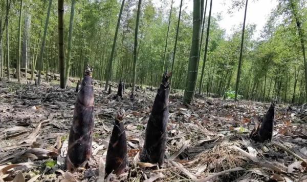 每斤仅3元+！浙江人超爱吃的本地鲜味，大批量上市