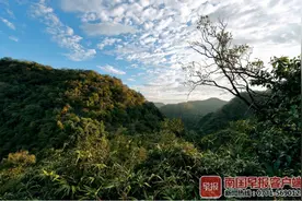 全球稀有！曾被宣布灭绝的东黑冠长臂猿，在广西这地方拥有一处“中国方舟”图片