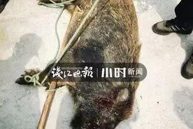 150多斤重野猪闯进农家扑倒八旬老人踩踏撕咬，杭州民警连开5枪击毙图片