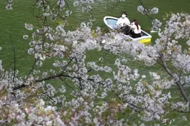 1200年来最早盛花期，京都樱花早开害了自己害蜜蜂图片