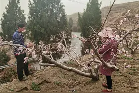 临沂市蒙阴县高都镇：朵朵桃花开 果农授粉忙图片