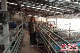 通许县玉皇庙：养殖小尾寒羊 脱贫致富奔小康图片