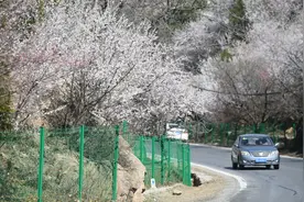 你不知道的蔷薇科：好看又好吃 不只有樱桃海棠图片