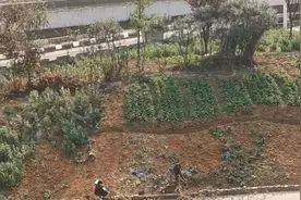 26秒丨贵阳一立交桥下绿化带被开垦成菜园 市民：看见别人挖我们就跟着挖视频封面