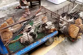 柳州这市场一条街宰杀活猫，商贩这样说！相关部门介入图片