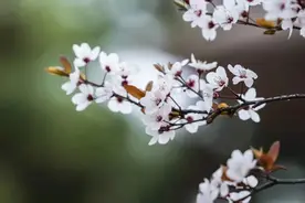 “开封四月最清明”打卡攻略来喽图片