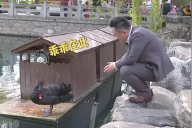 神奇！济南男子能与黑天鹅对话：给俩天鹅当和事佬，还收到一根羽毛礼物图片