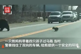罕见画面！熊妈妈带熊宝宝过马路：操碎了心，幼崽调皮捣蛋不配合图片
