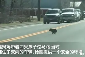 罕见画面！熊妈妈带熊宝宝过马路：操碎了心，幼崽调皮捣蛋不配合图片