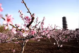 55秒丨三月春风拂大地 潍坊青州十里桃花百里香视频封面