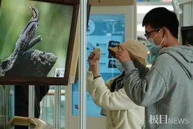 鸟的耳朵藏在哪？武汉候鸟摄影展揭密鸟的那些事儿图片