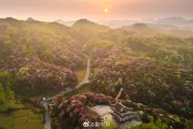 贵州百里杜鹃进入盛花期图片