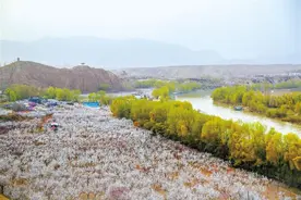 甘肃旅游丨唐汪杏花开 楚楚等君来 在这里赏花看丹霞，美哉图片