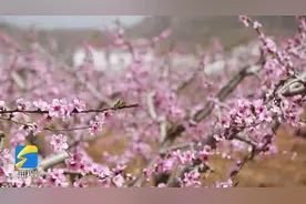 费县：万亩桃花开 芬芳引客来视频封面