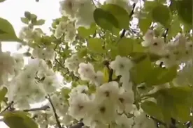 南京玄武湖郁金樱进入最佳观赏期  你见过绿色樱花吗？视频封面