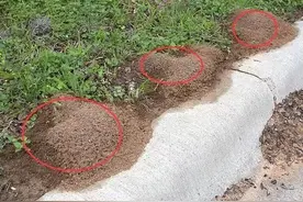 红火蚁入侵有扩大趋势！四川发布警示通报！绵阳已发现……图片