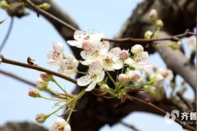 梨花、郁金香、薰衣草...聊城汇总20处精品赏花基地 等你来打卡图片