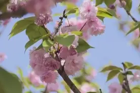 亲近自然 踏青游赏花游拉动乡村游热度视频封面