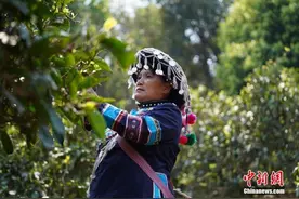 云南普洱茶春茶陆续开采 量价齐升行情火热图片