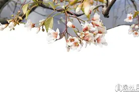泉州：油桐花又开 等你入画来图片