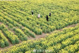 金灿灿！又是一年油菜花开的好时节图片