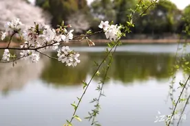 江西省林科院樱花如雪醉游人图片
