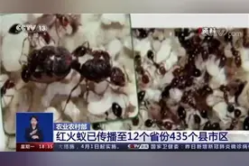 “无敌外来物种”红火蚁入侵！已传播至我国12省份，被咬一口严重可致命图片