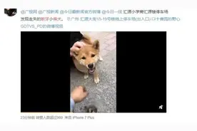 广州街坊揪心的小柴犬，找到啦图片