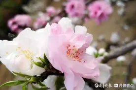 千佛山开了神奇的桃花，原来是寿桃花图片
