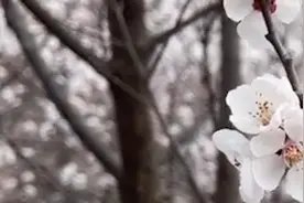花海遇上长城！航拍春日山花绽放视频封面