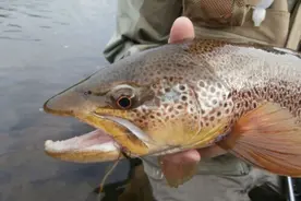 垂钓爱好者福音！英格兰一渔场现11公斤大鳟鱼图片