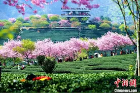 春满福建：“喊山”开采茶满园图片