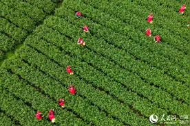 万亩茶树吐新芽 舒城开采兰花茶图片
