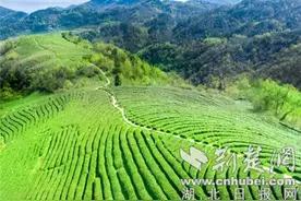 湖北竹溪：160余家茶叶企业带富一方百姓图片