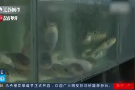 河鲀就是河豚 吃前得问下“有证吗”？图片