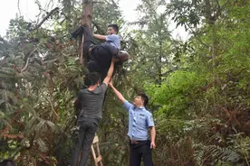 和平一老人失足挂树上 被消防员成功救下图片