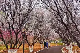 清明赏花去哪里？石家庄市植物园迎来最佳观赏期图片