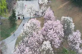 潍坊青州市：玉兰花开正当时图片