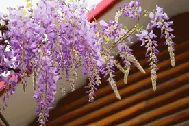 嘉定紫藤公园紫藤花绽放，4月5日起赏花需提前预约图片