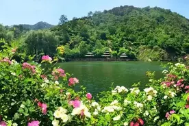 魏新：春风一吹，济南就成了江南图片