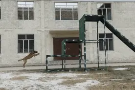 高清动图直击警犬精彩训练图片